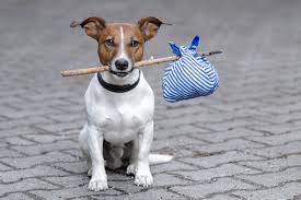 Hunde Unterwegs